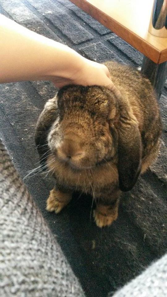 Kanin Mundo Fransk vædder - "Nus mig, kaninslave!" billede 4