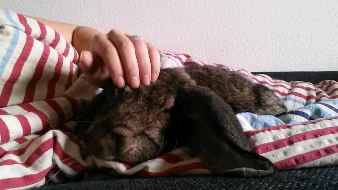 Kanin Mundo Fransk vædder billede 5