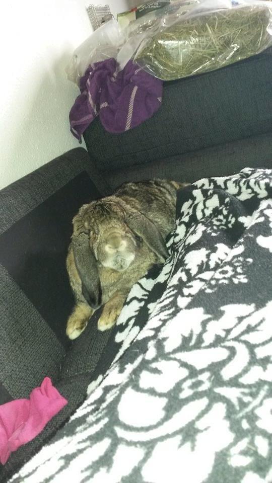 Kanin Mundo Fransk vædder billede 3