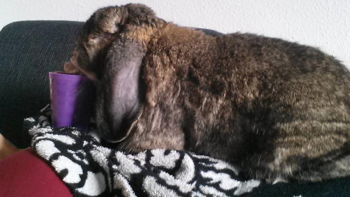 Kanin Mundo Fransk vædder - Om nom nom billede 6