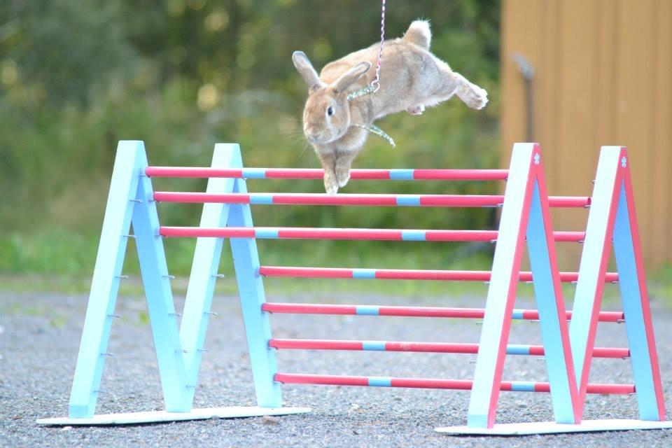 Kanin Shamigos CH Prestige av L.O.C billede 3