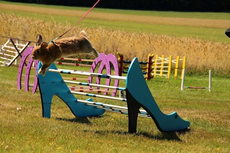 Kanin Shamigos CH Prestige av L.O.C billede 5