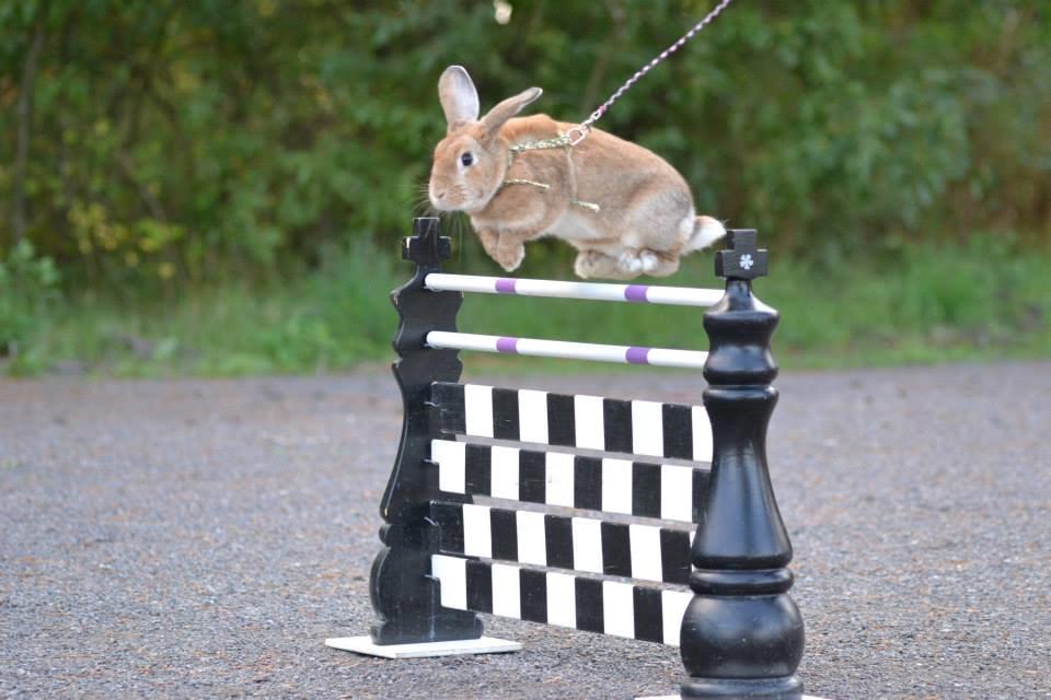 Kanin Shamigos CH Prestige av L.O.C billede 6