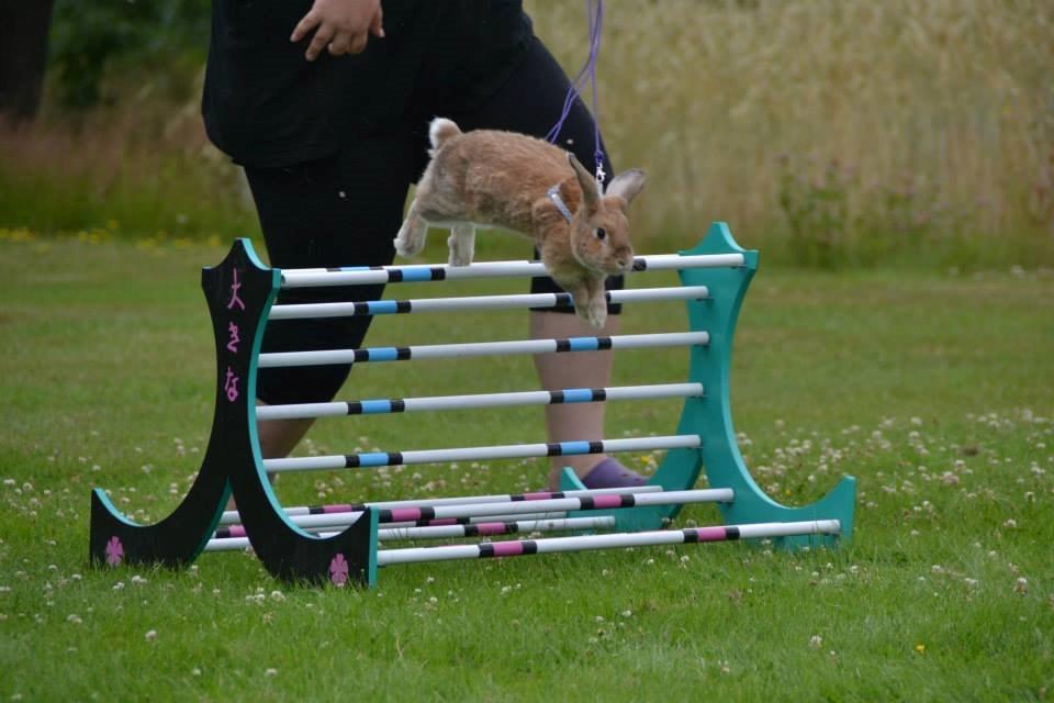 Kanin Shamigos CH Prestige av L.O.C billede 4