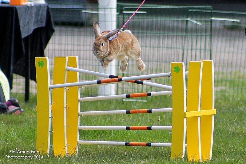 Kanin Shamigos CH Prestige av L.O.C billede 7