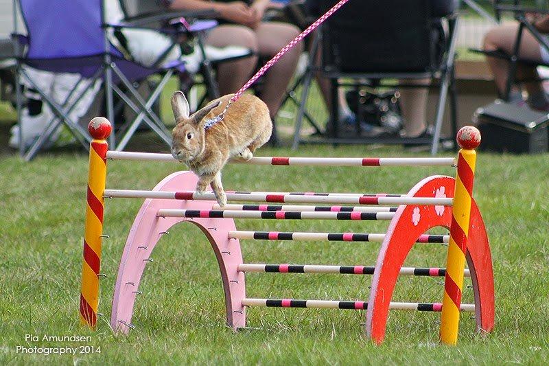 Kanin Shamigos CH Prestige av L.O.C billede 8