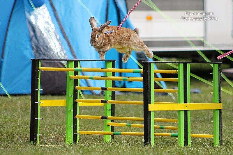 Kanin Shamigos CH Prestige av L.O.C billede 1