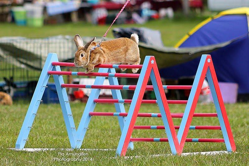 Kanin Shamigos CH Prestige av L.O.C billede 9