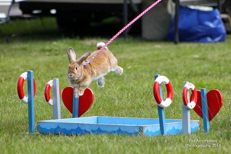 Kanin Shamigos CH Prestige av L.O.C billede 2