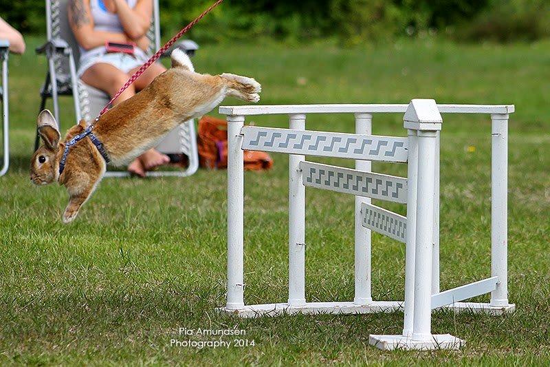 Kanin Shamigos CH Prestige av L.O.C billede 11