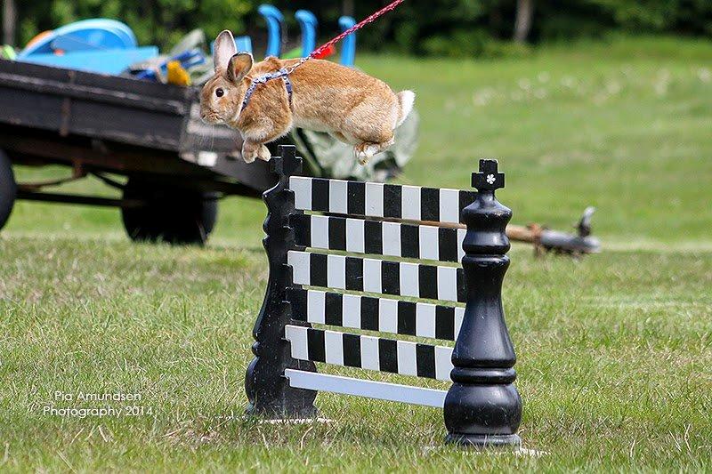 Kanin Shamigos CH Prestige av L.O.C billede 10