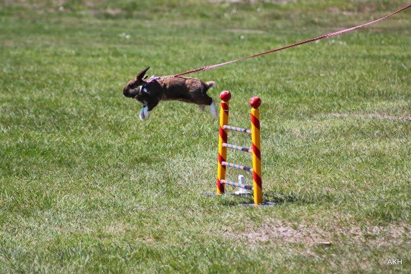 Kanin Shamigos Akitakata av Snöflingan billede 26