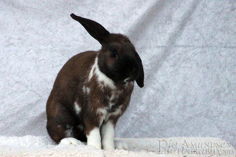 Kanin Shamigos Akitakata av Snöflingan billede 29