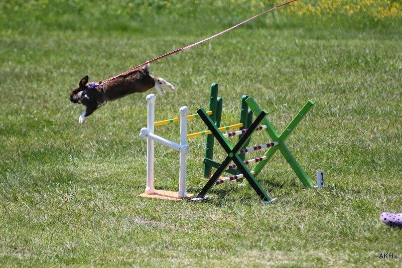 Kanin Shamigos Akitakata av Snöflingan billede 27