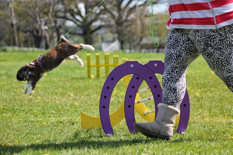 Kanin Shamigos Akitakata av Snöflingan billede 31