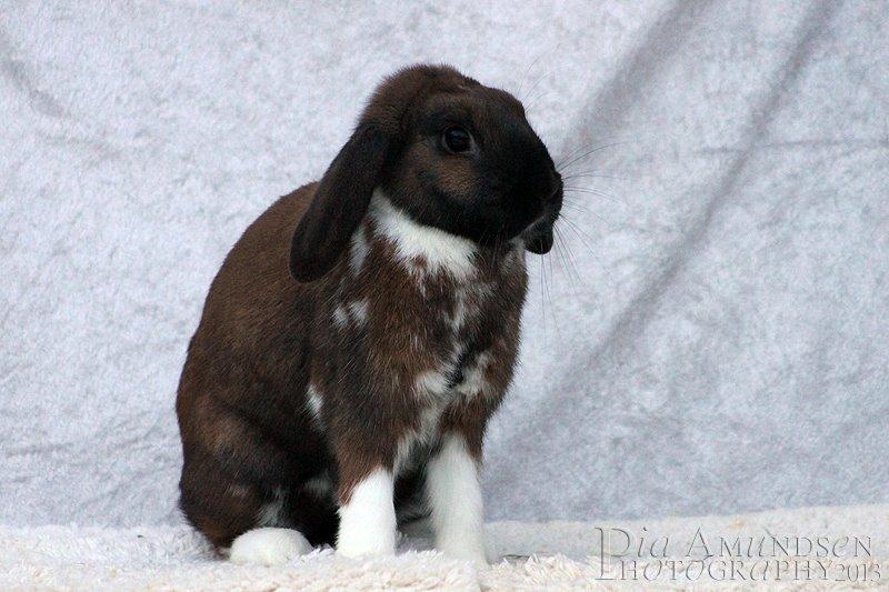 Kanin Shamigos Akitakata av Snöflingan billede 30