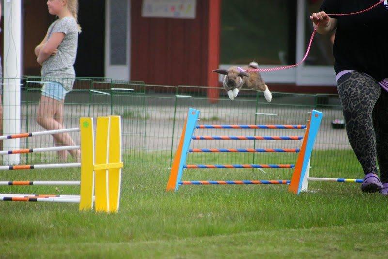 Kanin Shamigos Akitakata av Snöflingan billede 32
