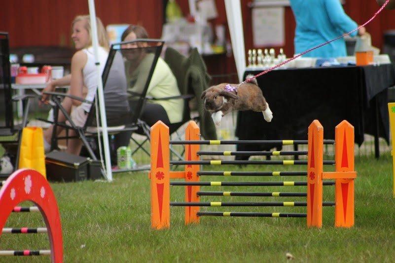 Kanin Shamigos Akitakata av Snöflingan billede 33