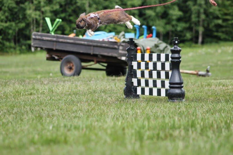 Kanin Shamigos Akitakata av Snöflingan billede 1