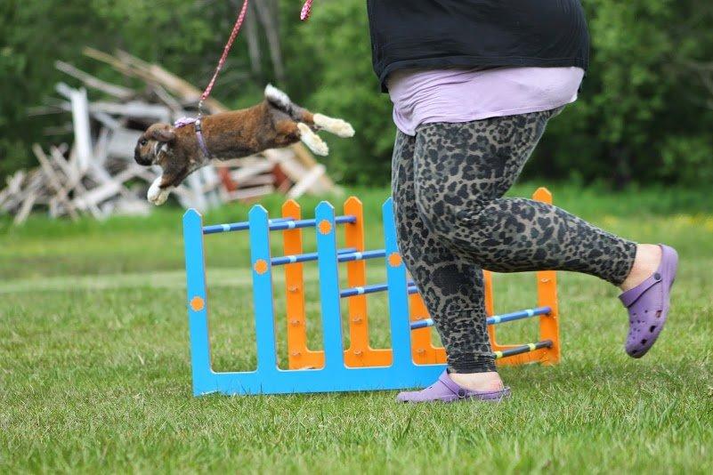 Kanin Shamigos Akitakata av Snöflingan billede 34