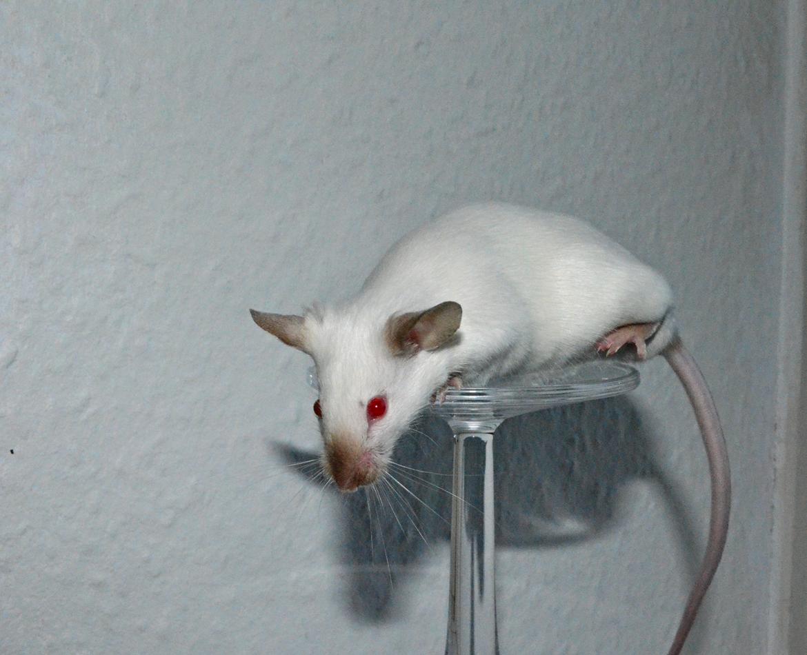 Mus Vejlmus' Ebony [Himmelgnaver] billede 10