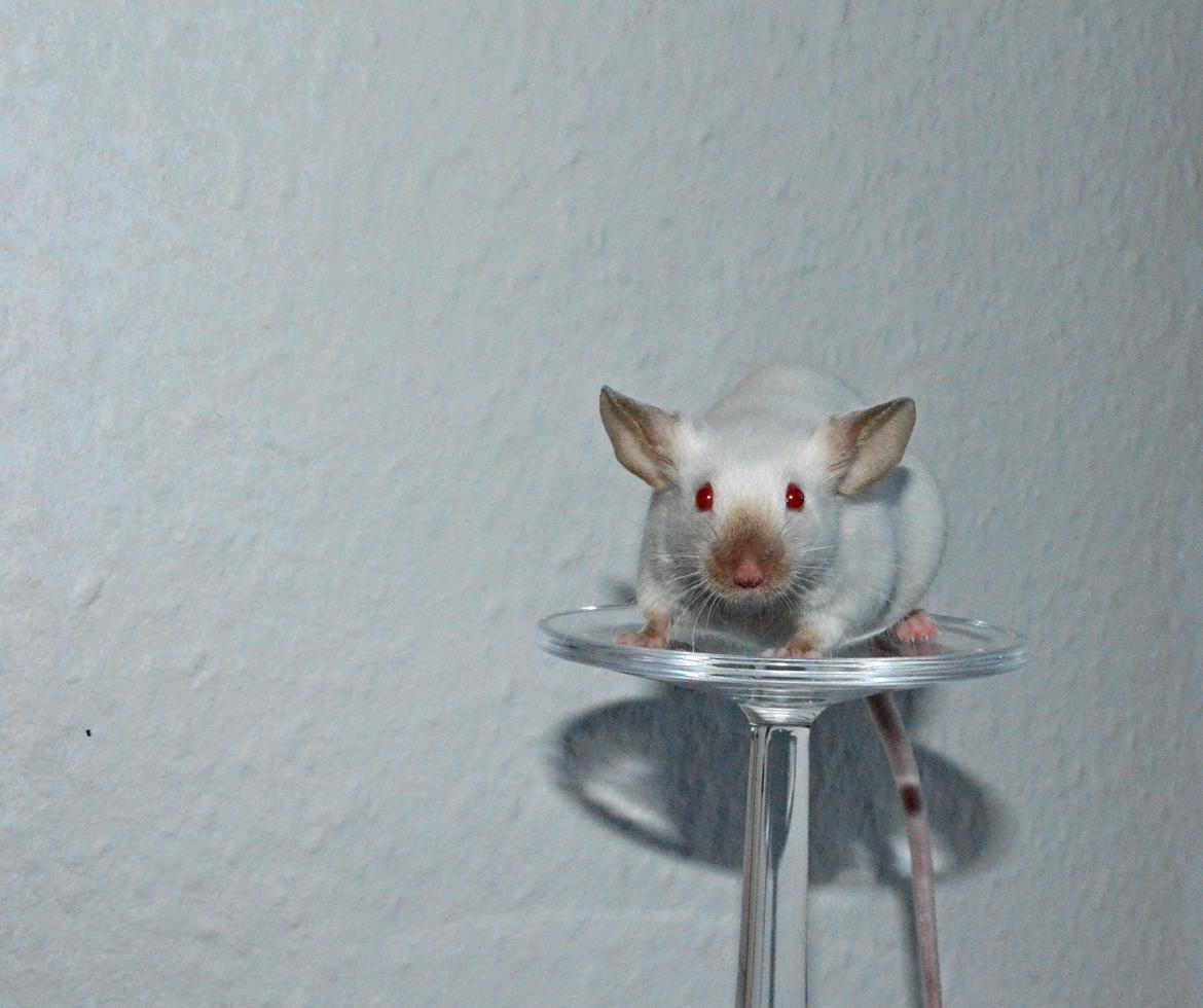 Mus Vejlmus' Ebony [Himmelgnaver] billede 30