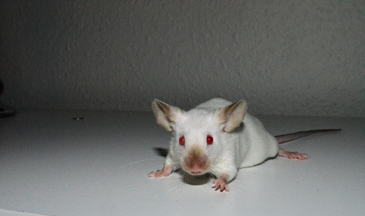 Mus Vejlmus' Ebony [Himmelgnaver] billede 2