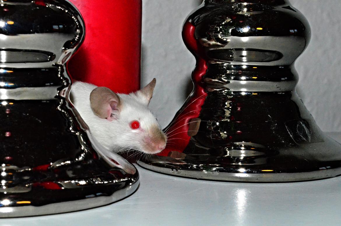 Mus Vejlmus' Ebony [Himmelgnaver] billede 22