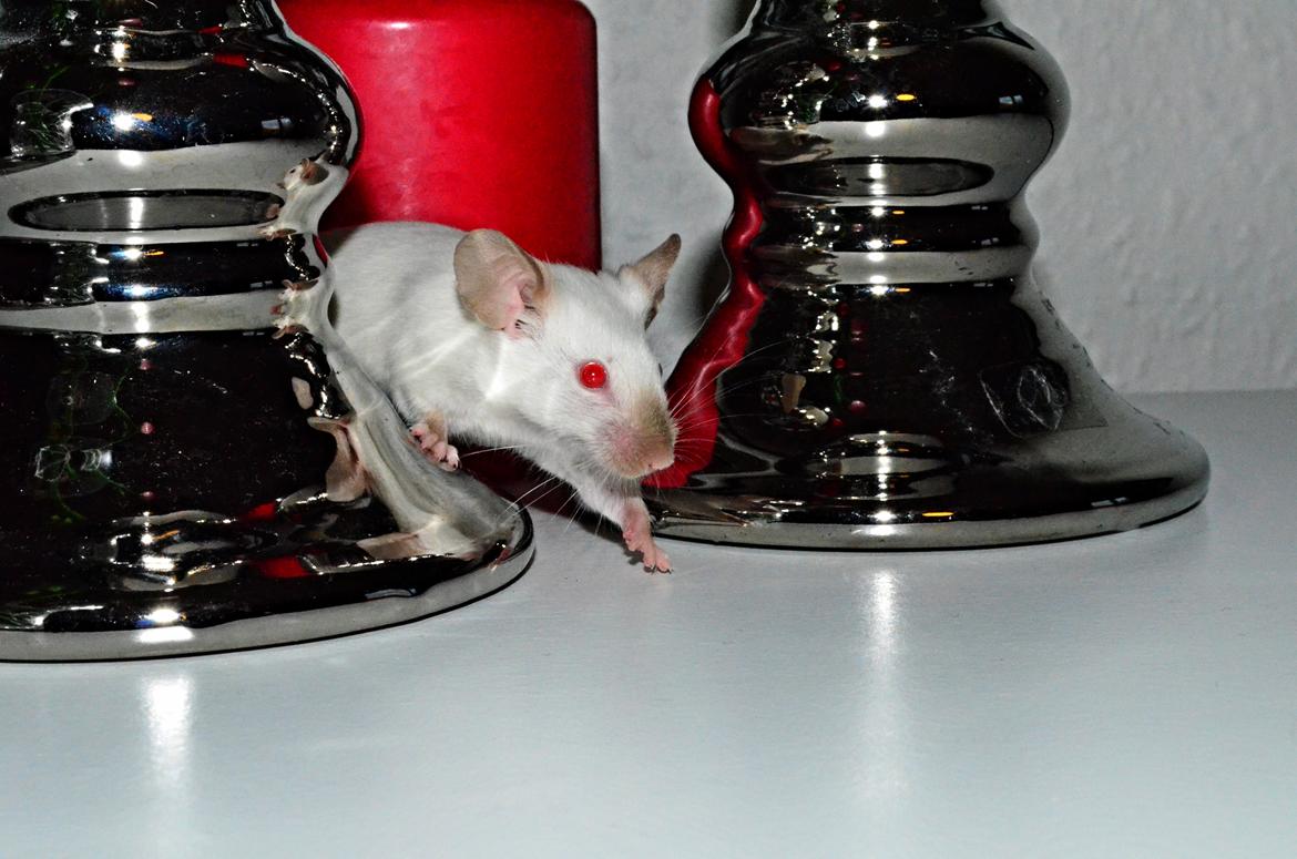 Mus Vejlmus' Ebony [Himmelgnaver] billede 27