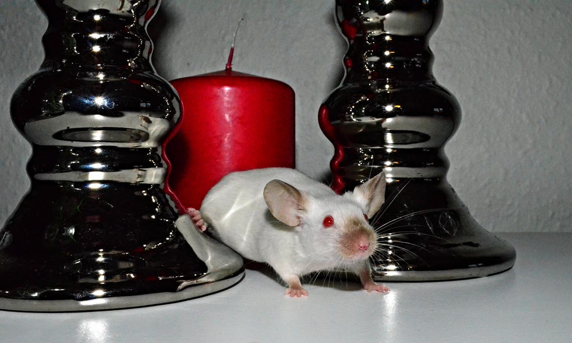 Mus Vejlmus' Ebony [Himmelgnaver] billede 7