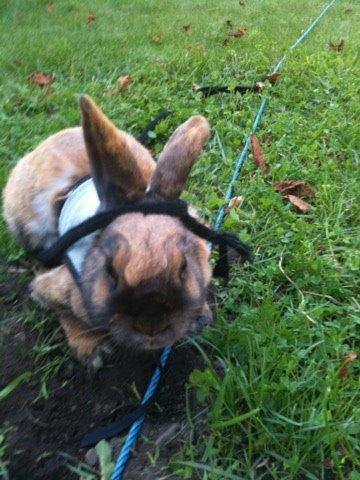 Kanin Silke billede 3