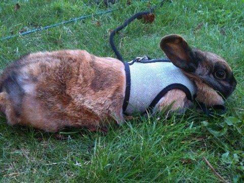 Kanin Silke billede 6