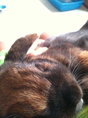 Kanin Silke billede 9