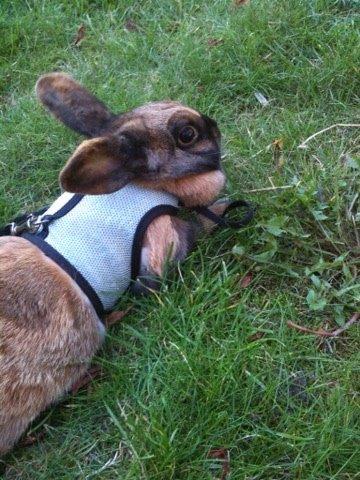 Kanin Silke billede 10