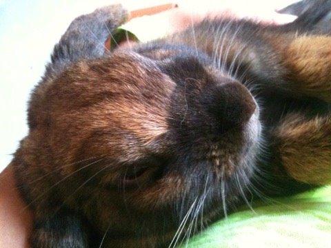 Kanin Silke billede 11