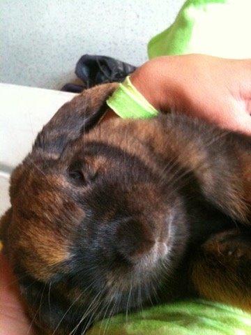 Kanin Silke billede 12