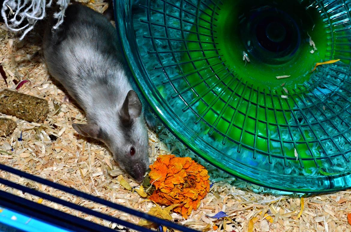 Mus Vejlmus' Ebay [Himmelgnaver] - Ebay elsker flowerpower mix fra LUX shoppen! :D  billede 6