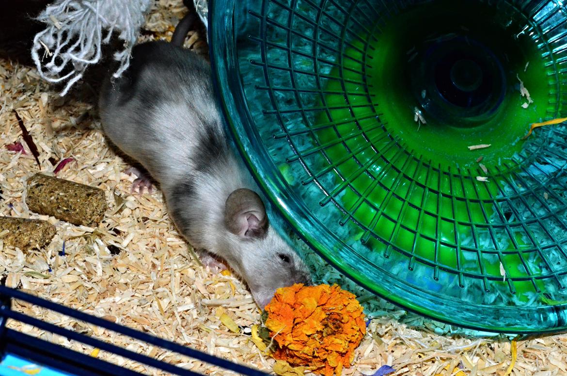 Mus Vejlmus' Ebay [Himmelgnaver] - "En lille mundfuld" hvad er det? ^^  billede 36