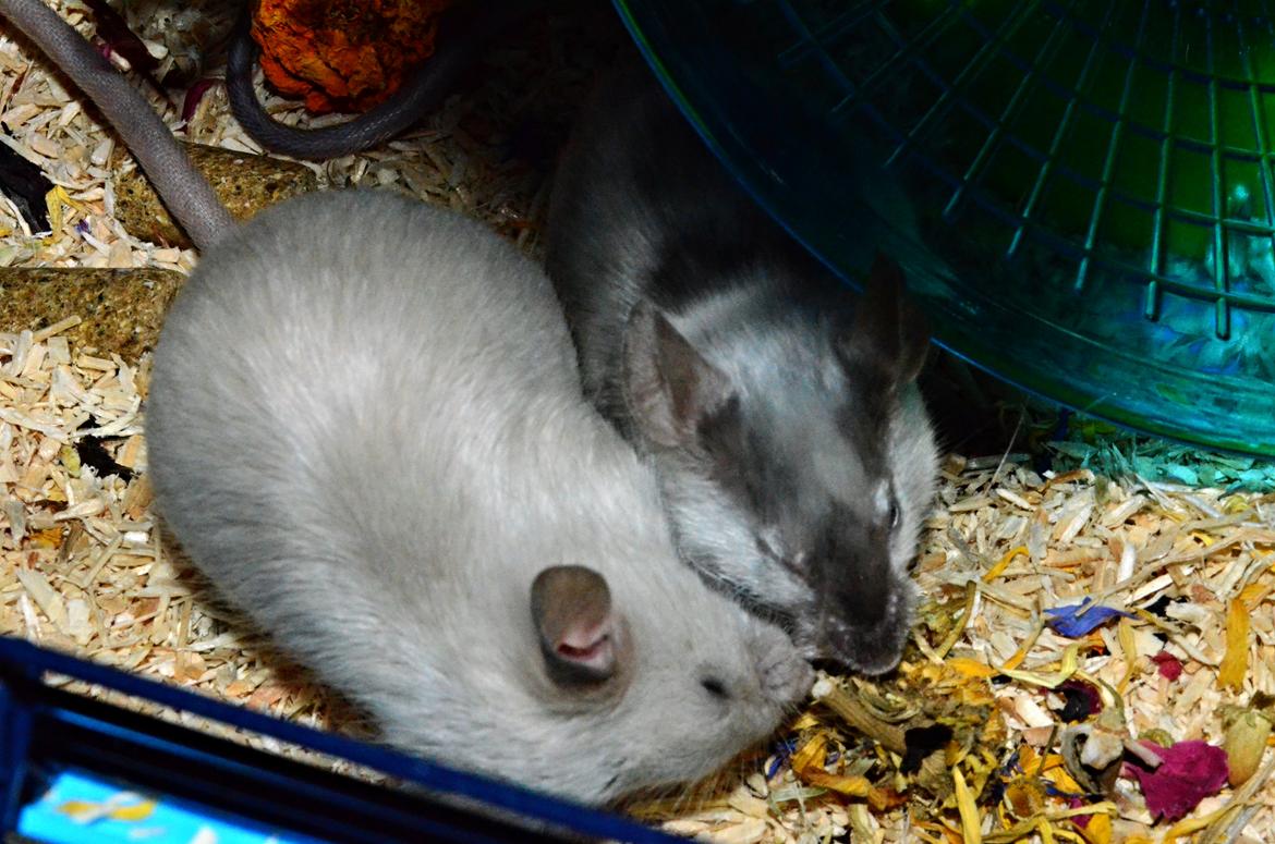 Mus Vejlmus' Ebay [Himmelgnaver] - Glem det! Jeg deler ikke! billede 27