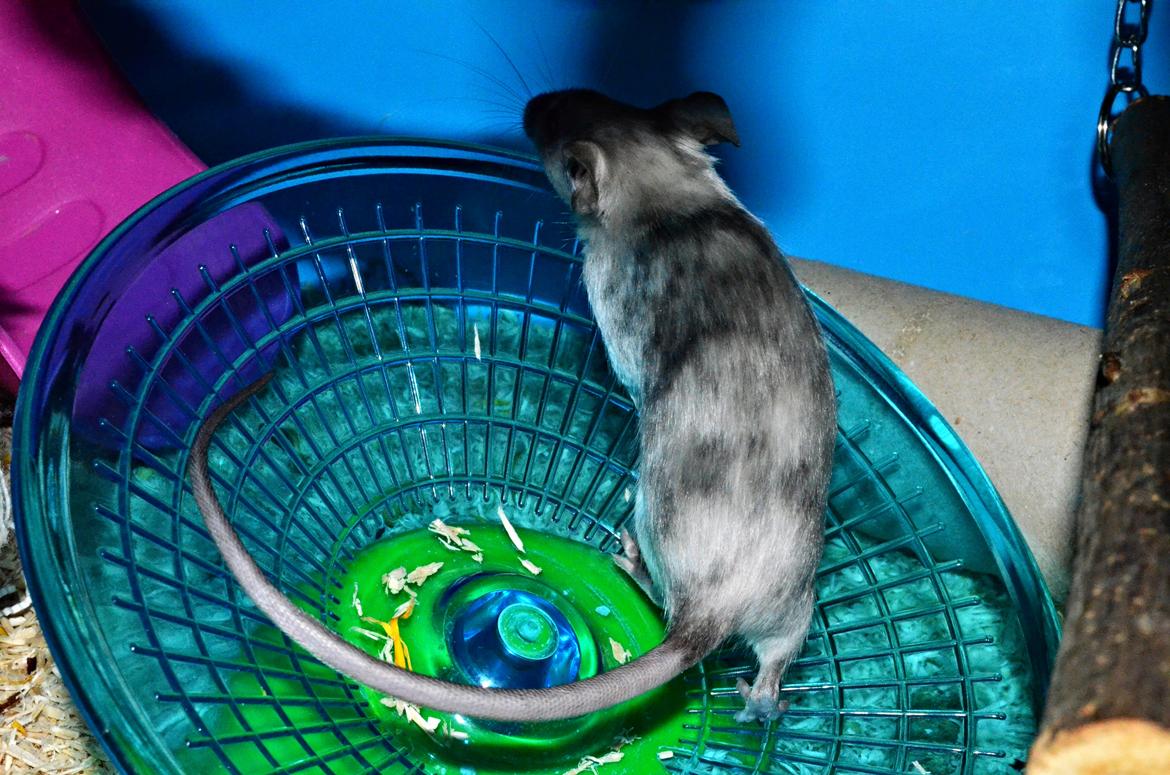 Mus Vejlmus' Ebay [Himmelgnaver] - Hun har så smukke farver og aftegn. billede 13