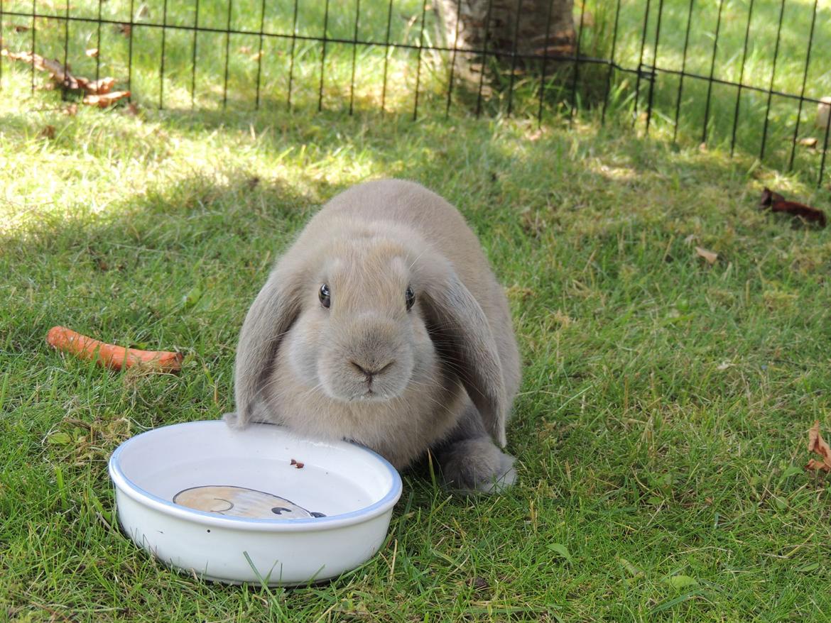 Kanin | Mabohas Mount Makalu billede 4