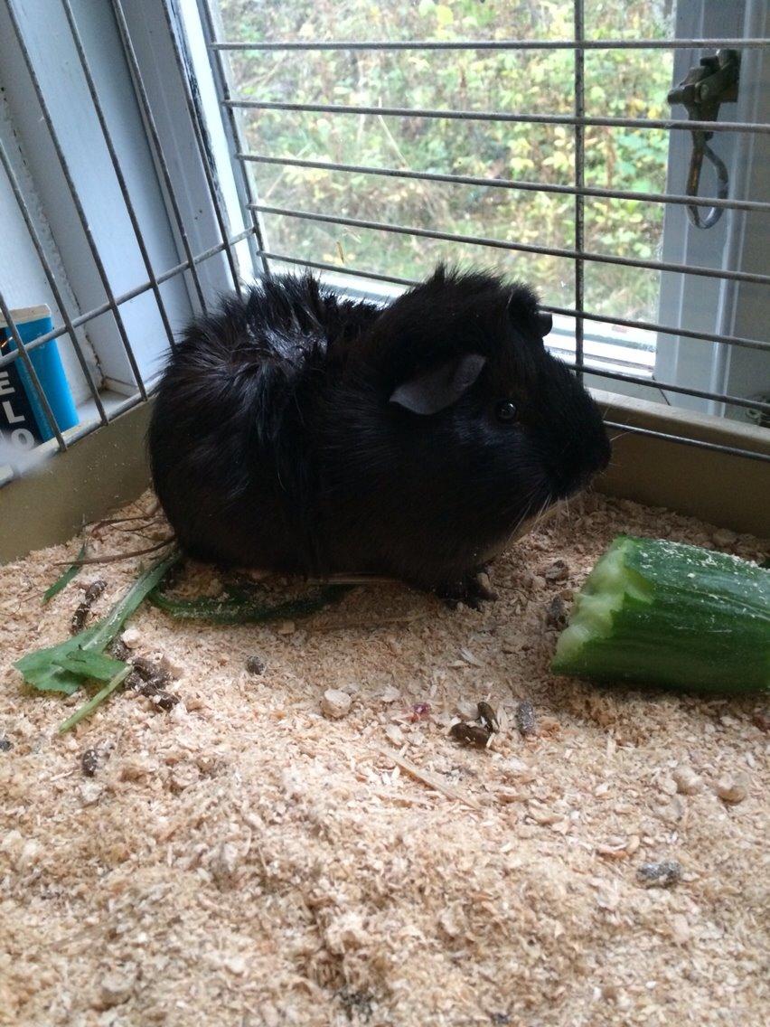 Marsvin Willy billede 6