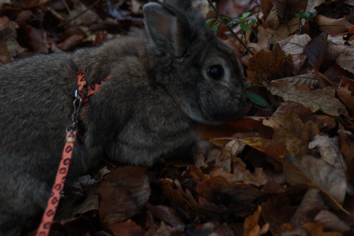 Kanin Svanemarks Cocio Phuss Junior af Tara billede 3