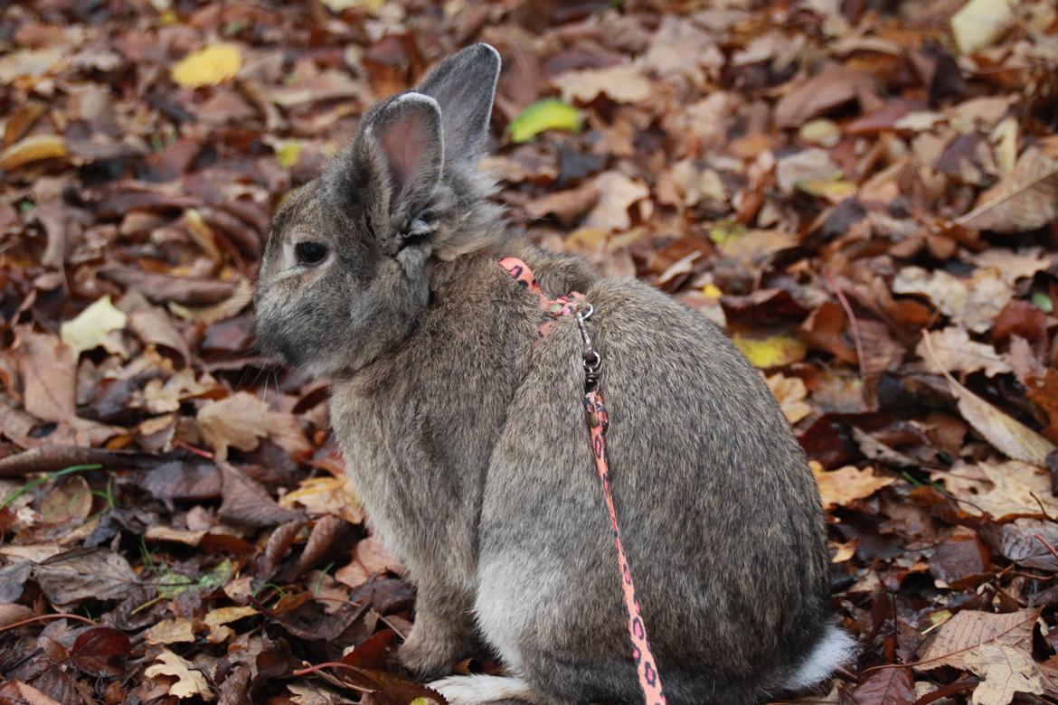 Kanin Svanemarks Cocio Phuss Junior af Tara billede 4