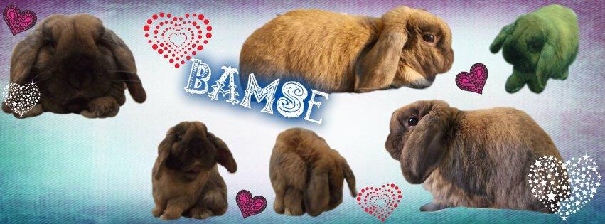 Kanin Bamse billede 1