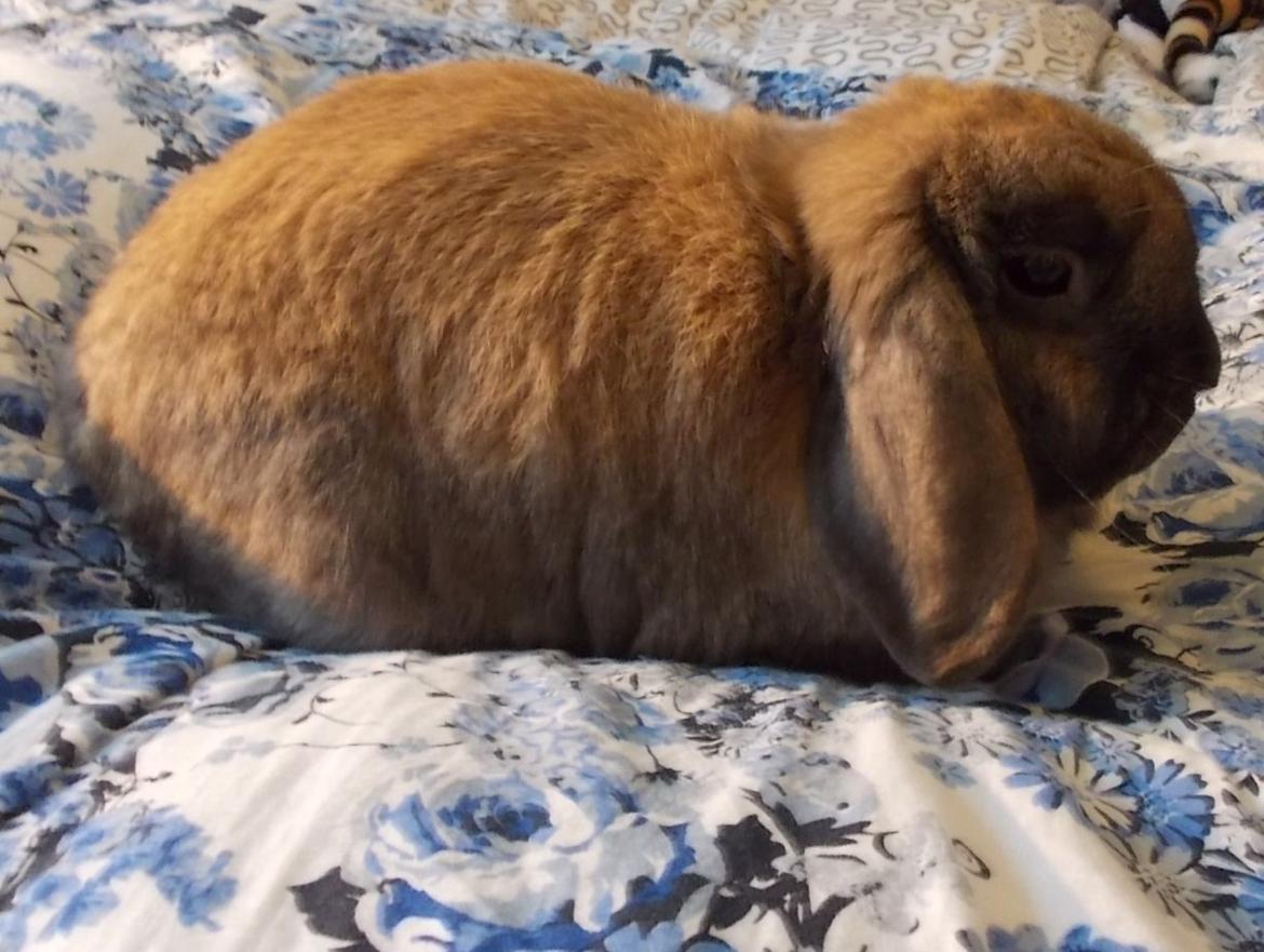 Kanin Bamse billede 2