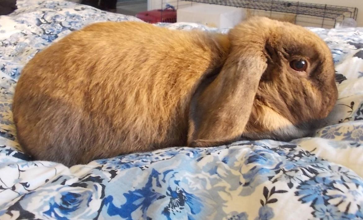 Kanin Bamse billede 3