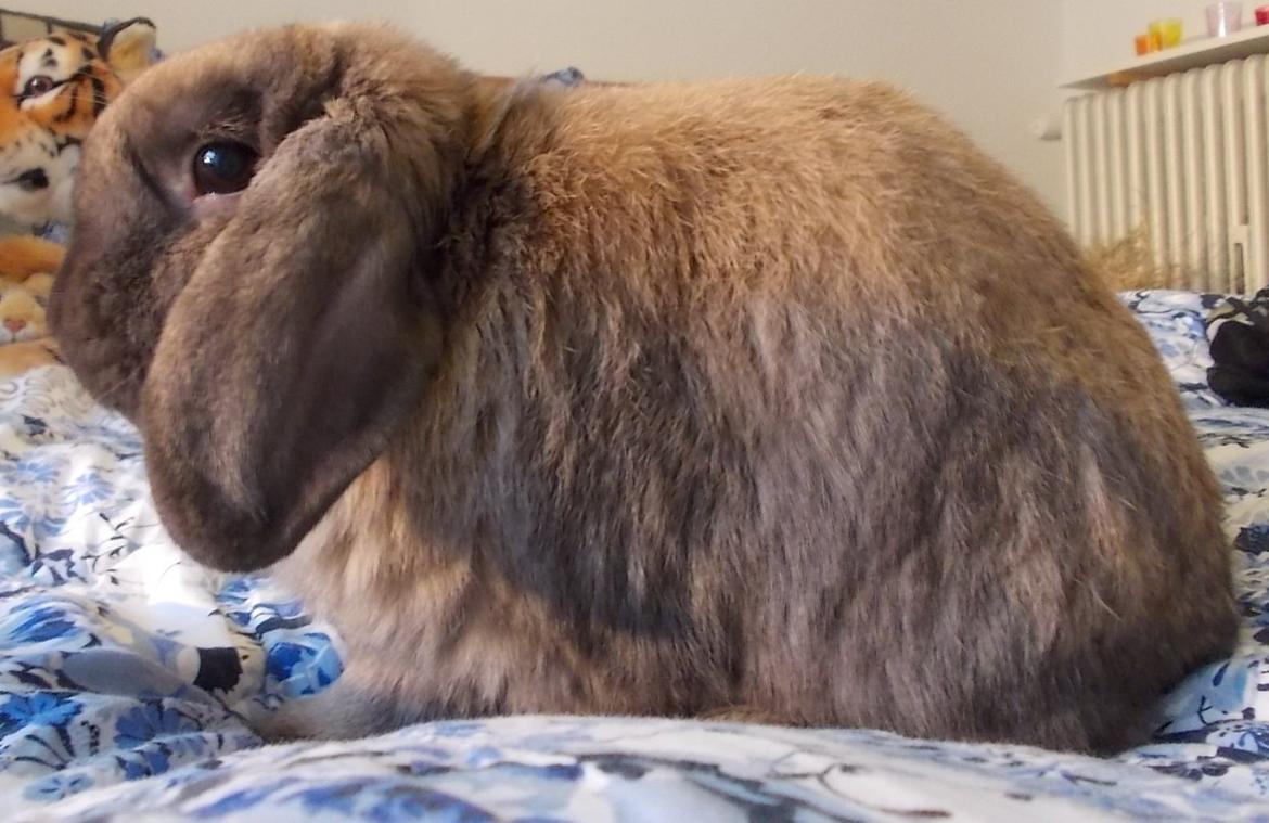 Kanin Bamse billede 4