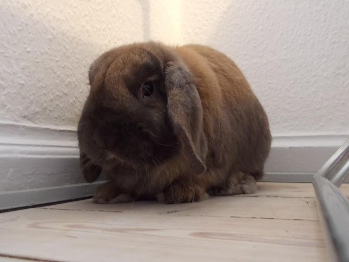 Kanin Bamse billede 5