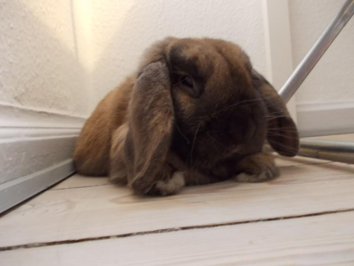 Kanin Bamse billede 7